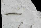 Ediacaran Aged Fossil Worms (Sabellidites) - Estonia #73533-2
